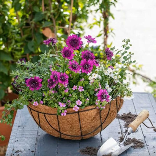 Hanging Basket